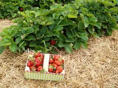 Grabmann's Erdbeeren